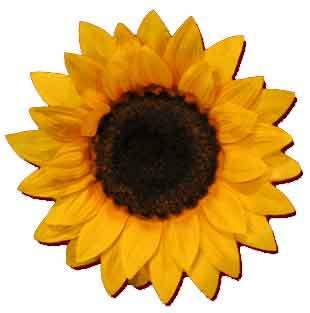 girasole2